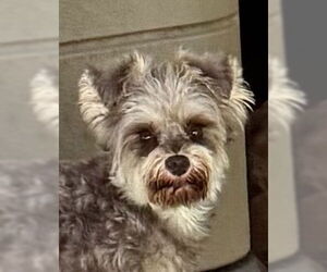 Poodle (Toy) Dogs for adoption in Pottstown, PA, USA