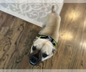 Pug-Unknown Mix Dogs for adoption in Lakewood, CO, USA