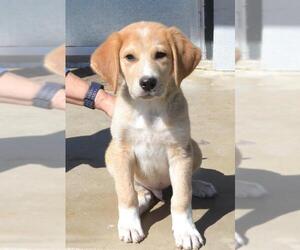 Golden Labrador Dogs for adoption in Junction, TX, USA