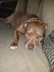 American Pit Bull Terrier-Unknown Mix Dogs for adoption in Naugatuck, CT, USA