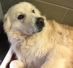 Great Pyrenees Dogs for adoption in Morehead, KY, USA