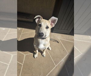 German Shepherd Dog-Unknown Mix Dogs for adoption in Brooksville, FL, USA