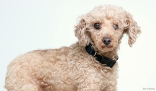 Medium Photo #1 Poodle (Miniature) Puppy For Sale in Eden Prairie, MN, USA