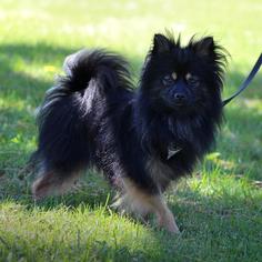 Pomeranian Dogs for adoption in Lake Elsinore, CA, USA