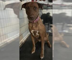 Australian Kelpie-Unknown Mix Dogs for adoption in San Antonio, TX, USA