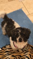 Shih-Poo Dogs for adoption in Potomac, MD, USA