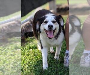 Australian Shepherd-Collie Mix Dogs for adoption in Sparta, IL, USA