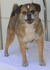 Puggle Dogs for adoption in Birch Tree, MO, USA