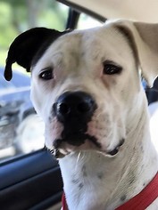 Bulloxer Dogs for adoption in Richmond, MO, USA