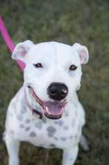 American Pit Bull Terrier-Dalmatian Mix Dogs for adoption in Dallas, TX, USA