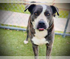 American Pit Bull Terrier-Labrador Retriever Mix Dogs for adoption in Orlando, FL, USA