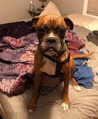 Boxer Dogs for adoption in Winston Salem, NC, USA