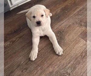 Mutt Dogs for adoption in St. Louis Park, MN, USA