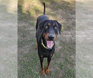 Doberman Pinscher Dogs for adoption in Sacramento, CA, USA
