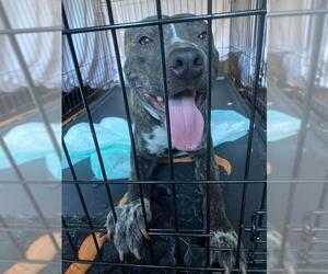 American Pit Bull Terrier-Unknown Mix Dogs for adoption in Alexandria, VA, USA
