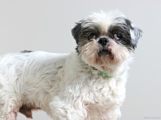 Shih Tzu Dogs for adoption in Eden Prairie, MN, USA