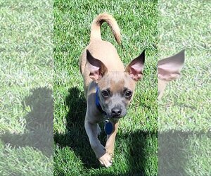 Chihuahua-Unknown Mix Dogs for adoption in Colorado Springs, CO, USA