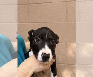 Mutt Dogs for adoption in Hilton Head, SC, USA