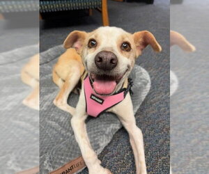 Italian Greyhound-Unknown Mix Dogs for adoption in Plano, TX, USA