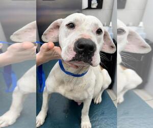 American Pit Bull Terrier-Unknown Mix Dogs for adoption in Mobile, AL, USA