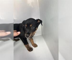 Labrador Retriever-Unknown Mix Dogs for adoption in Houston, TX, USA