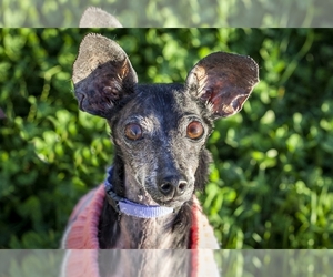 Dachshund Dogs for adoption in Tacoma, WA, USA