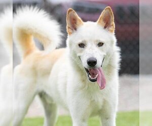 Siberian Husky Dogs for adoption in Camarillo, CA, USA
