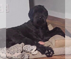 - Mix Dogs for adoption in San Diego, CA, USA