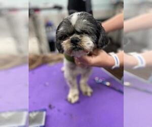 Shih Tzu Dogs for adoption in Gloversville, NY, USA