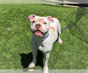American Pit Bull Terrier Dogs for adoption in Orange, CA, USA