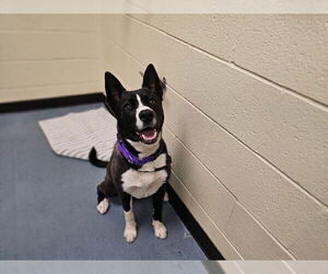 Akita-Border Collie Mix Dogs for adoption in Denver, CO, USA