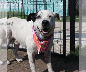 American Staffordshire Terrier-Labrador Retriever Mix Dogs for adoption in San Antonio, TX, USA
