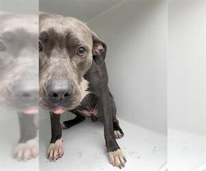 American Pit Bull Terrier-Unknown Mix Dogs for adoption in Houston, TX, USA