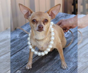 Chihuahua-Unknown Mix Dogs for adoption in Bandera, TX, USA