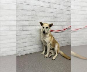 German Shepherd Dog Dogs for adoption in San Bernardino, CA, USA