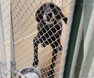 Labrador Retriever-Unknown Mix Dogs for adoption in Anchorage, AK, USA