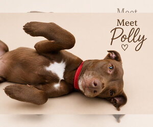 Labrador Retriever-Unknown Mix Dogs for adoption in Jefferson, NJ, USA