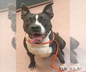 Staffordshire Bull Terrier Dogs for adoption in Ogden, UT, USA