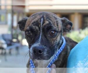 Boston Terrier Dogs for adoption in Ojai, CA, USA