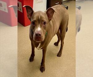 American Pit Bull Terrier Dogs for adoption in Derwood, MD, USA