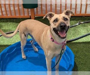 German Shepherd Dog-Unknown Mix Dogs for adoption in Las Vegas, NV, USA