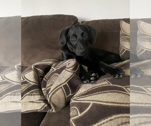 Labrador Retriever-Unknown Mix Dogs for adoption in Nazareth, PA, USA