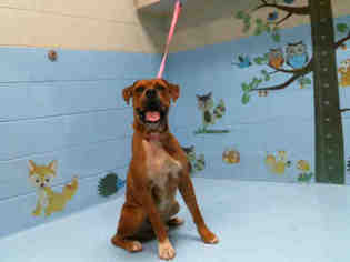 Boxer Dogs for adoption in Moreno Valley, CA, USA
