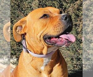 American Staffordshire Terrier-Mastiff Mix Dogs for adoption in Albuquerque, NM, USA