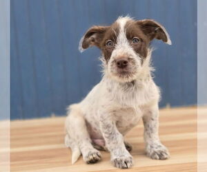 Mutt Dogs for adoption in Lakewood, CO, USA