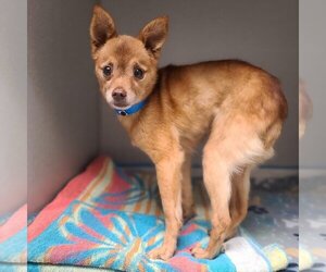 Chiranian Dogs for adoption in Long Beach, CA, USA