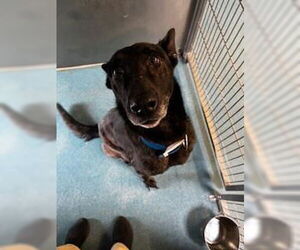 Mutt Dogs for adoption in Pearland, TX, USA