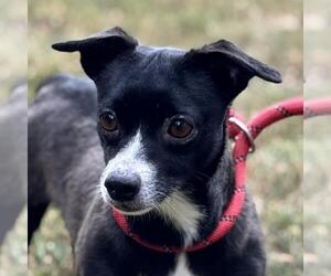 Chiweenie Dogs for adoption in Yardley, PA, USA