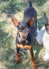 Small Miniature Pinscher