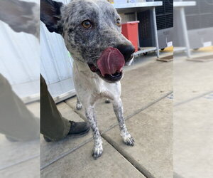 Texas Heeler Dogs for adoption in Bakersfield, CA, USA